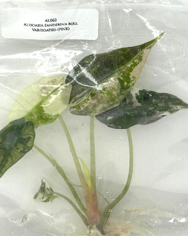 Alocasia Sanderina Bull Pink Variegated Tissue Culture (1 item/bag)