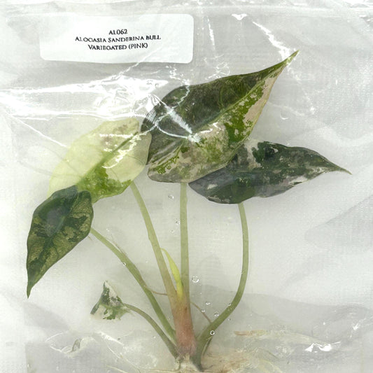 Alocasia Sanderina Bull Pink Variegated Tissue Culture (1 item/bag)