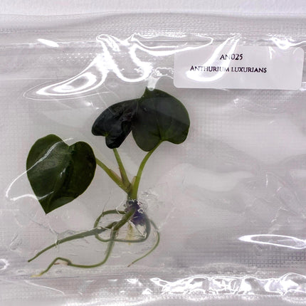 Anthurium Luxurians Tissue Culture (1 item/bag)