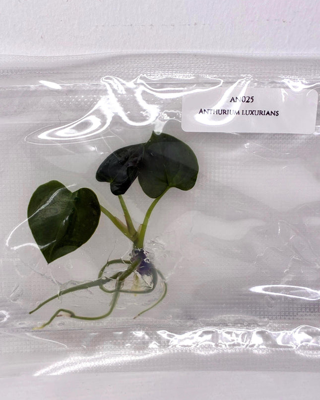 Anthurium Luxurians Tissue Culture (1 item/bag)