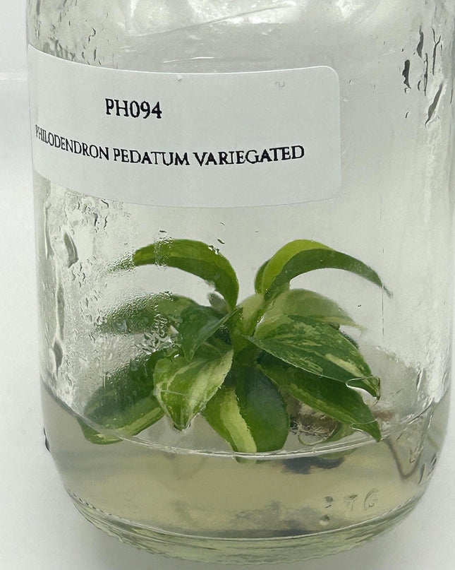 Philodendron Pedatum Variegated Tissue Culture (1 item/bag)