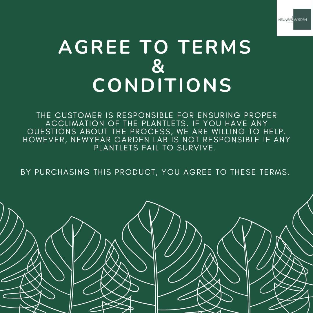 Wholesale Epipremnum Marble Tissue Culture (25 Bags)