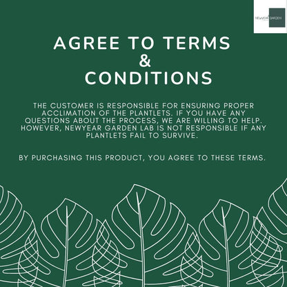 Wholesale Epipremnum Marble Tissue Culture (25 Bags)