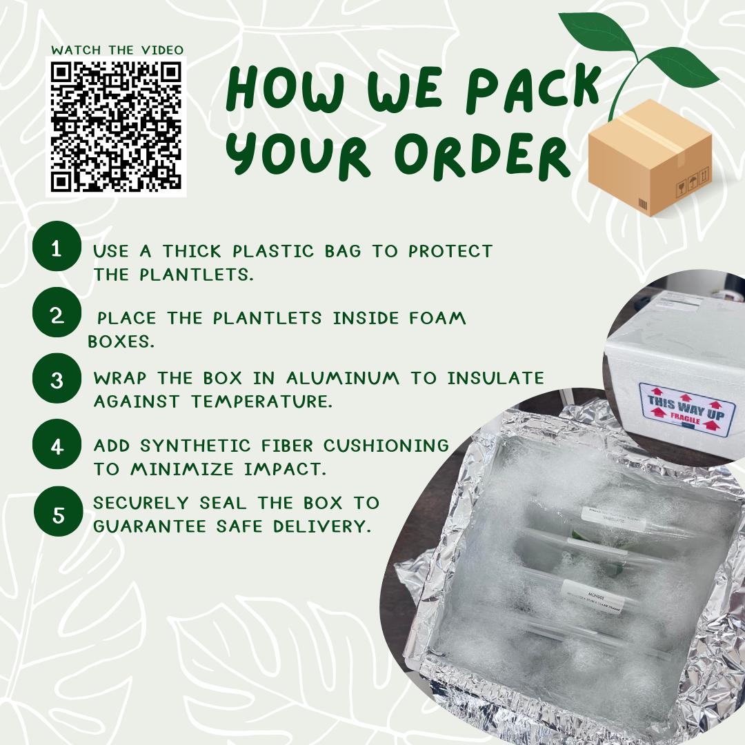 Special Set (2) of 20 Bags of Philodendron Tissue Culture