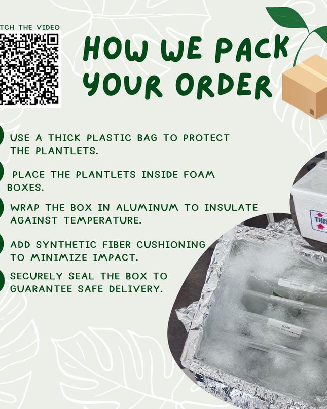 Wholesale Epipremnum Marble Tissue Culture (25 Bags)