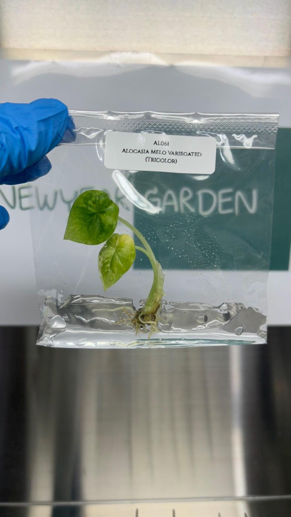 Alocasia Melo Aurea Variegated (Tricolor) (1 item/bag) Tissue Culture