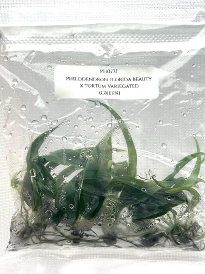 Philodendron Florida Beauty x Tortum Tissue Culture (5 items/bag)