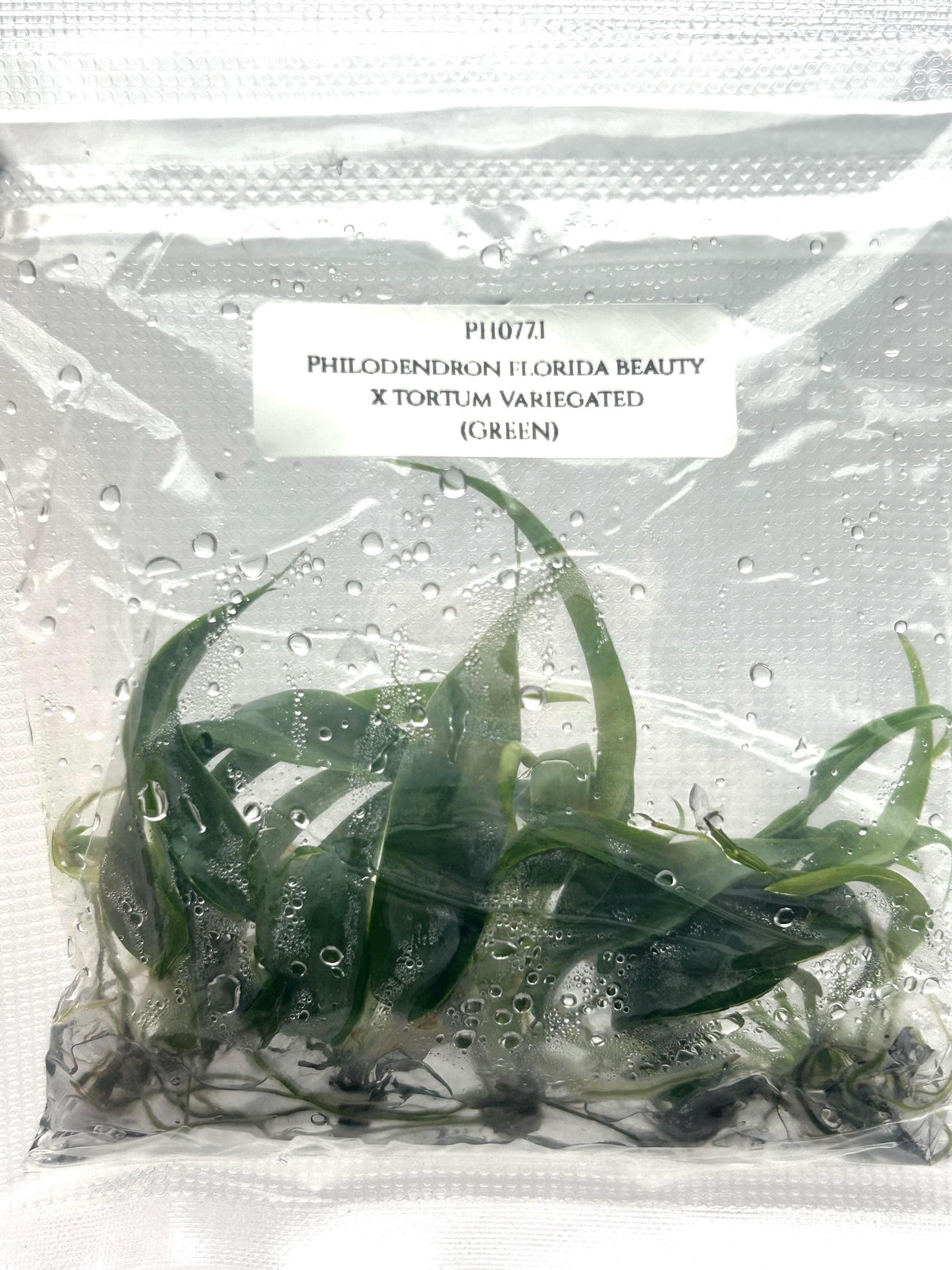 Philodendron florida beauty x tortum (5 plantlets/bag) Tissue culture