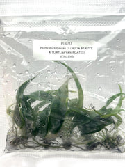 Philodendron florida beauty x tortum (5 plantlets/bag) Tissue culture