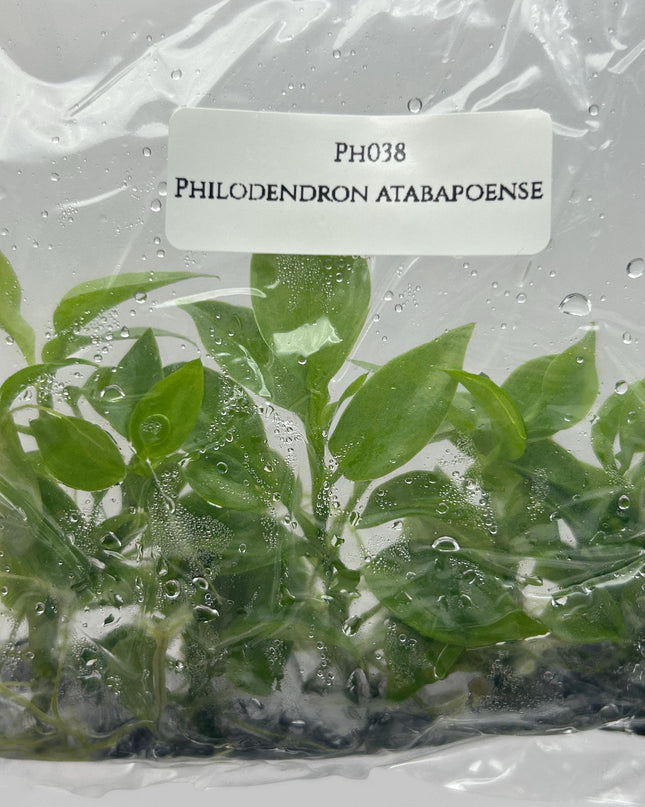 Philodendron Atabapoense Tissue Culture (5 plants/bag)