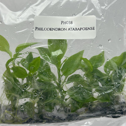 Philodendron Atabapoense Tissue Culture (5 plants/bag)