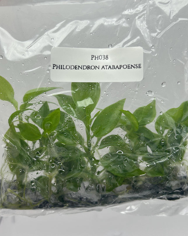 Philodendron Atabapoense Tissue Culture (5 plants/bag)