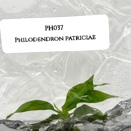 Philodendron Patriciae Tissue Culture (1 item/bag)