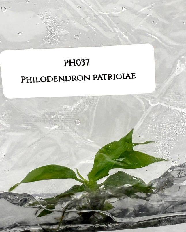 Philodendron Patriciae Tissue Culture (1 item/bag)