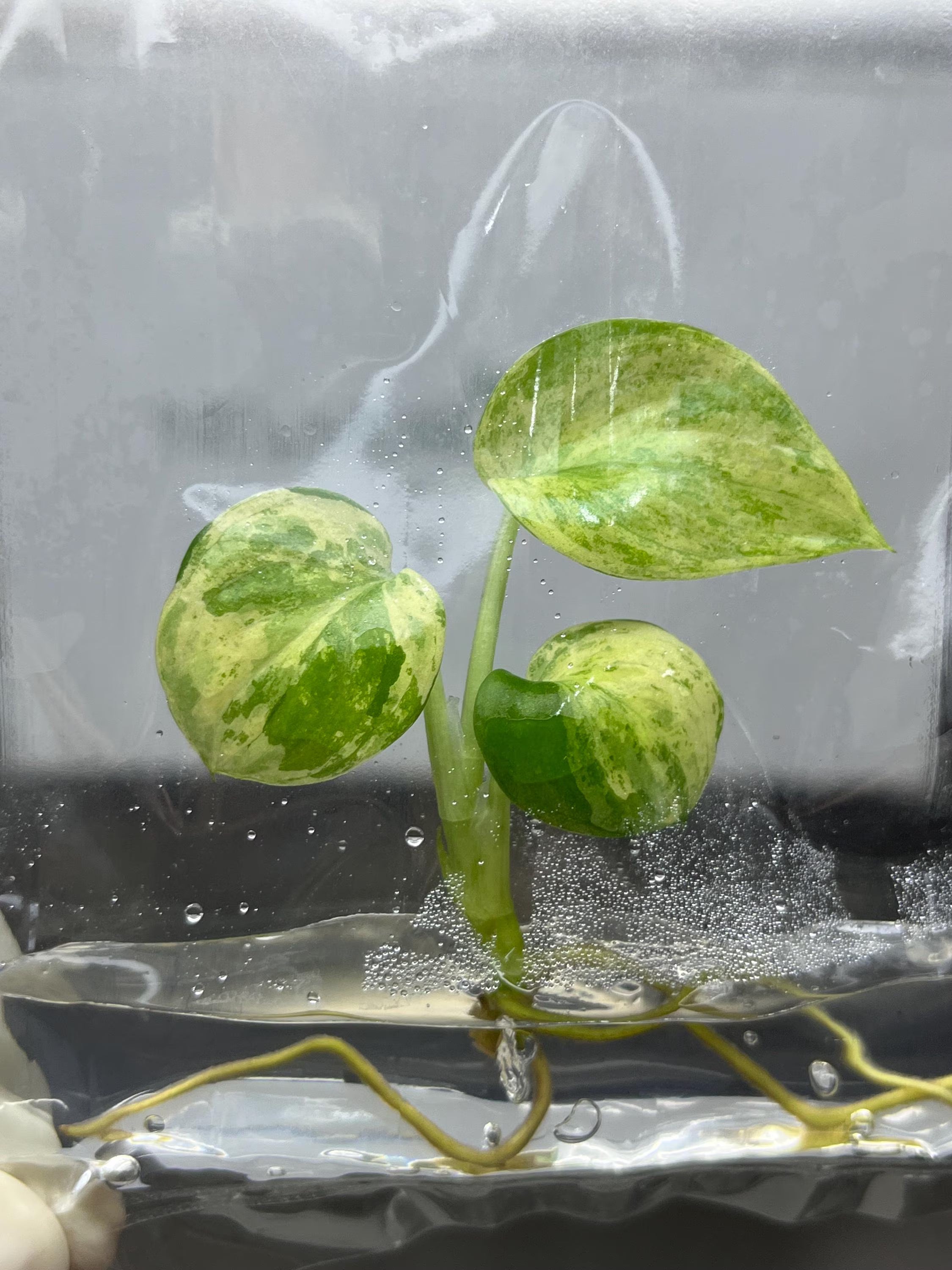Scindapsus pictus Variegated (1 plantlet/bag) Tissue culture