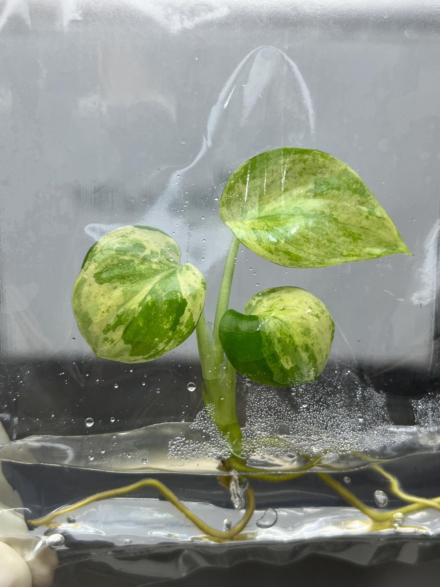 Scindapsus Pictus Variegated Tissue Culture (1 item/bag)