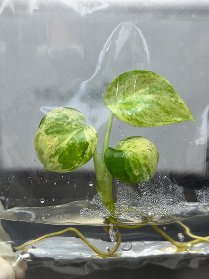 Scindapsus Pictus Variegated Tissue Culture (1 item/bag)