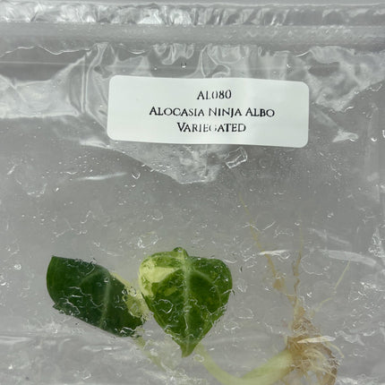 Alocasia Ninja Albo Variegated Tissue Culture (1 item/bag)