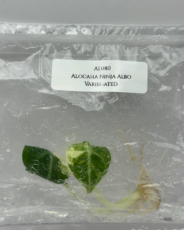 Alocasia Ninja Albo Variegated Tissue Culture (1 item/bag)