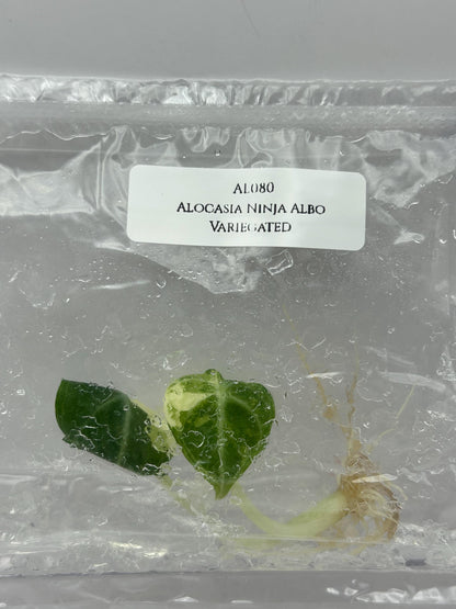 Alocasia Ninja Albo Variegated Tissue Culture (1 item/bag)