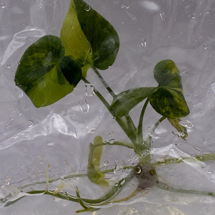 Philodendron Williamsii Variegated Tissue Culture (1 item/bag)