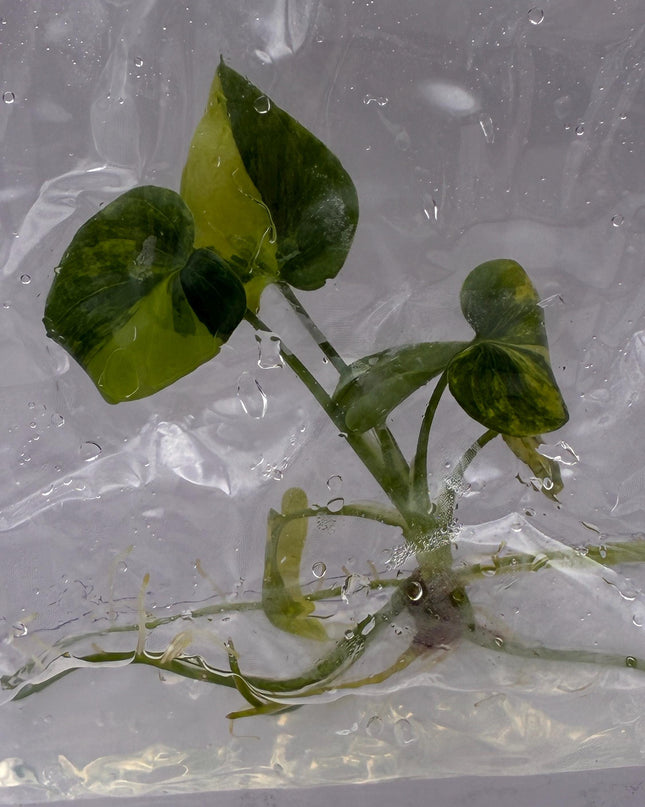 Philodendron Williamsii Variegated Tissue Culture (1 item/bag)