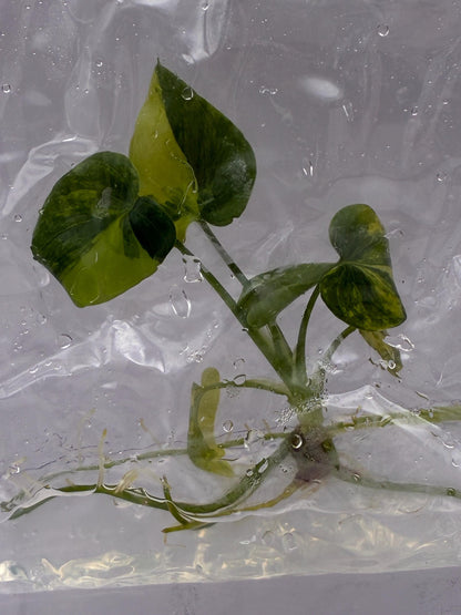 Philodendron Williamsii Variegated Tissue Culture (1 item/bag)