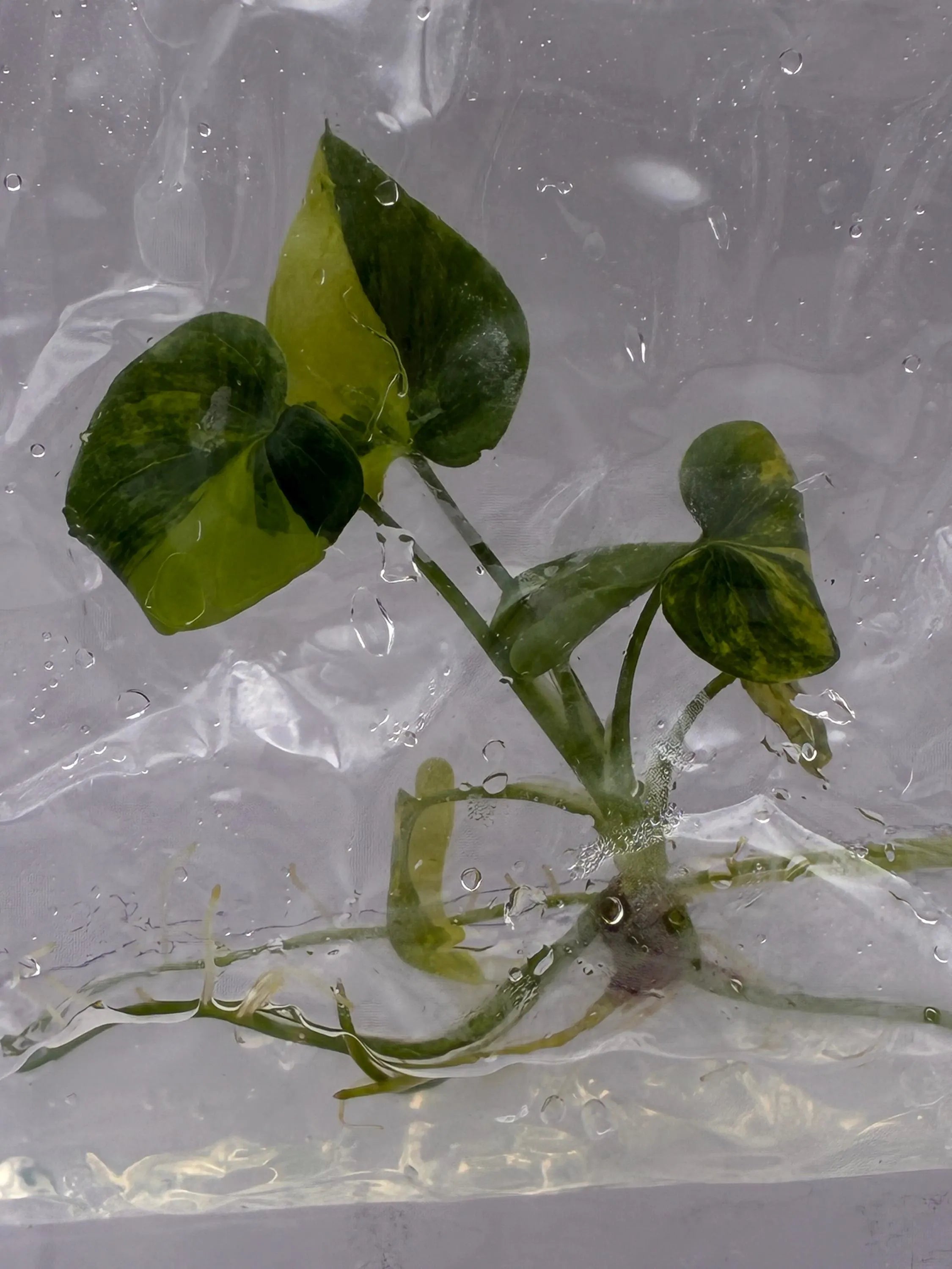 Philodendron williamsii Variegated (1 plantlet/bag) Tissue culture