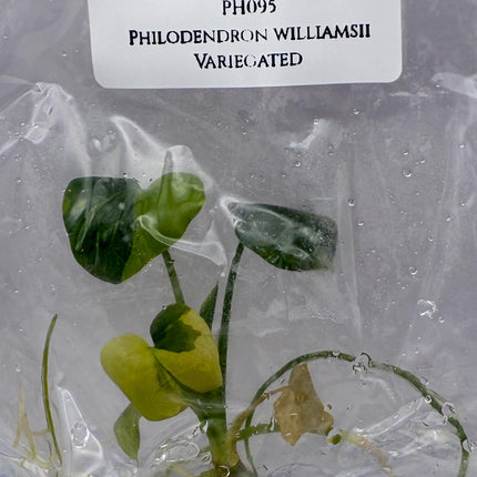 Philodendron Williamsii Variegated Tissue Culture (1 item/bag)