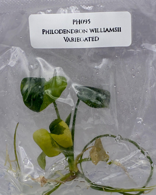 Philodendron Williamsii Variegated Tissue Culture (1 item/bag)