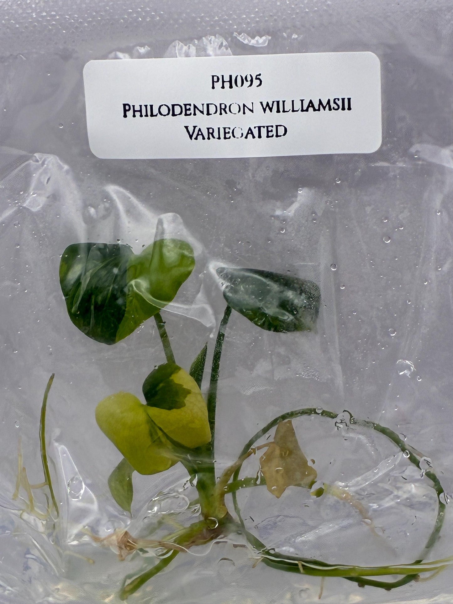 Philodendron Williamsii Variegated Tissue Culture (1 item/bag)