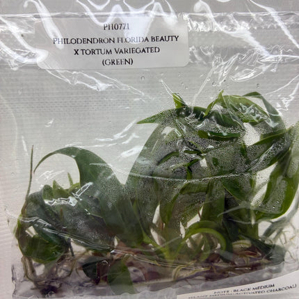 Philodendron Florida Beauty x Tortum Tissue Culture (5 items/bag)