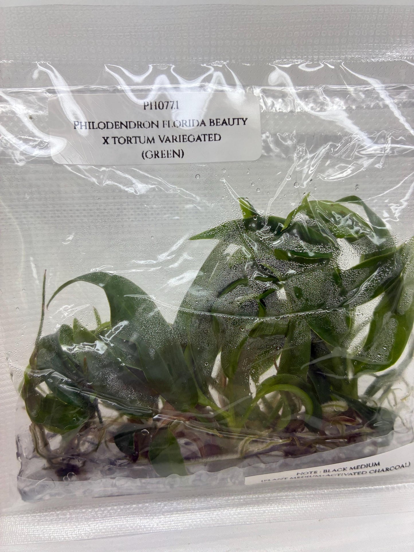Philodendron Florida Beauty x Tortum Tissue Culture (5 items/bag)