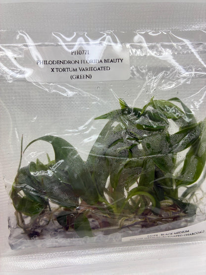 Philodendron Florida Beauty x Tortum Tissue Culture (5 items/bag)