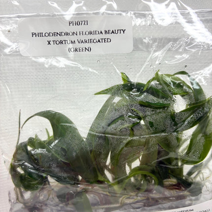 Philodendron Florida Beauty x Tortum Tissue Culture (5 items/bag)