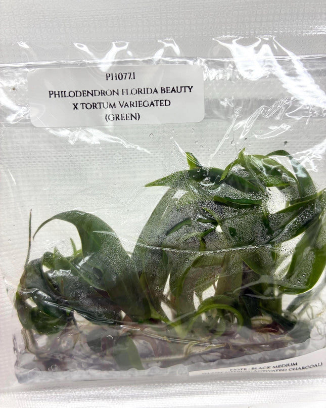 Philodendron Florida Beauty x Tortum Tissue Culture (5 items/bag)