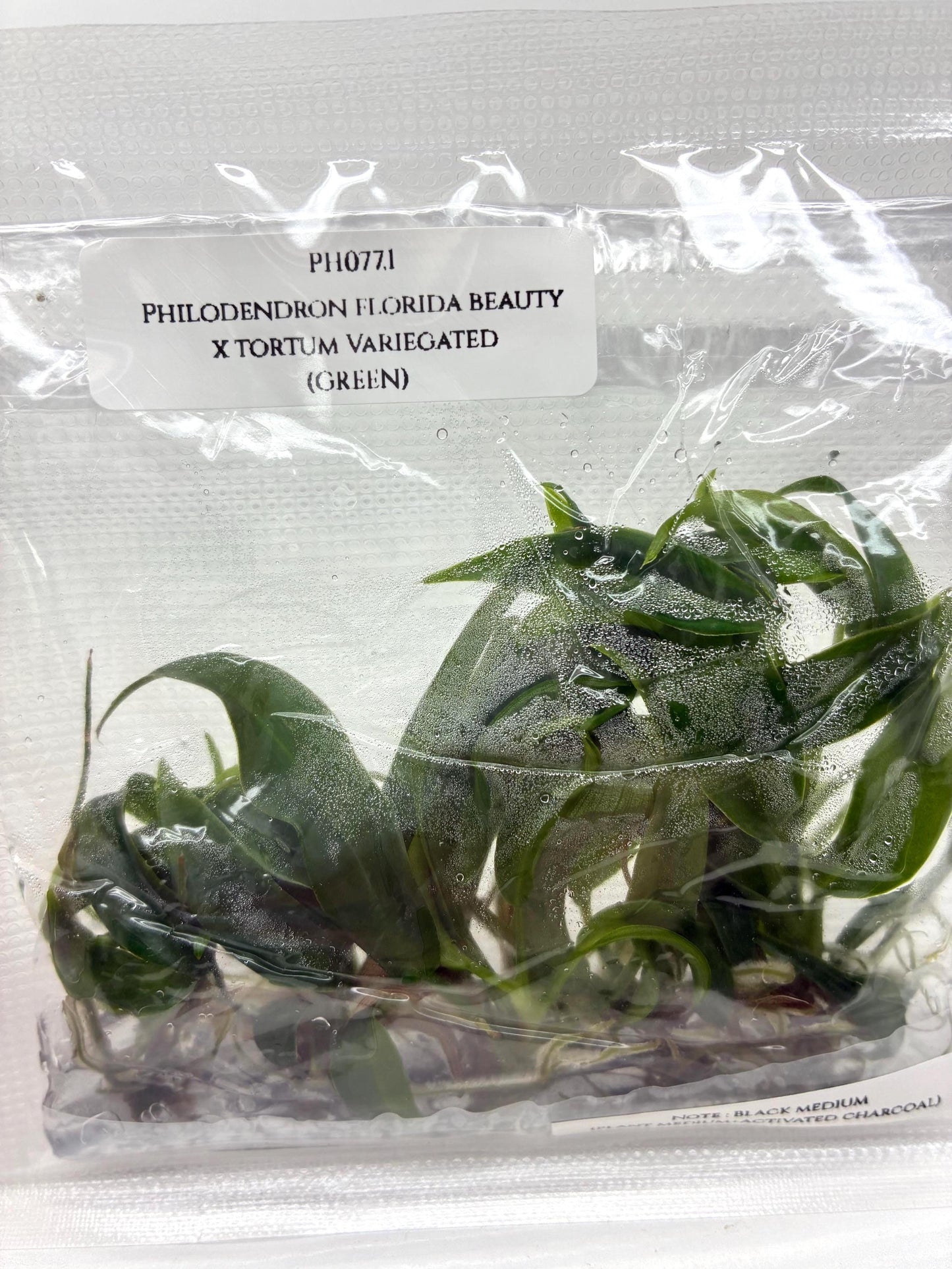 Philodendron Florida Beauty x Tortum Tissue Culture (5 items/bag)