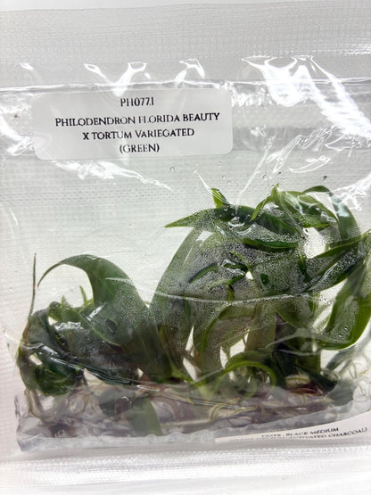 Philodendron Florida Beauty x Tortum Tissue Culture (5 items/bag)