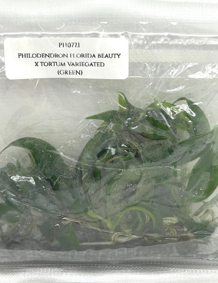 Collection image for: Philodendron