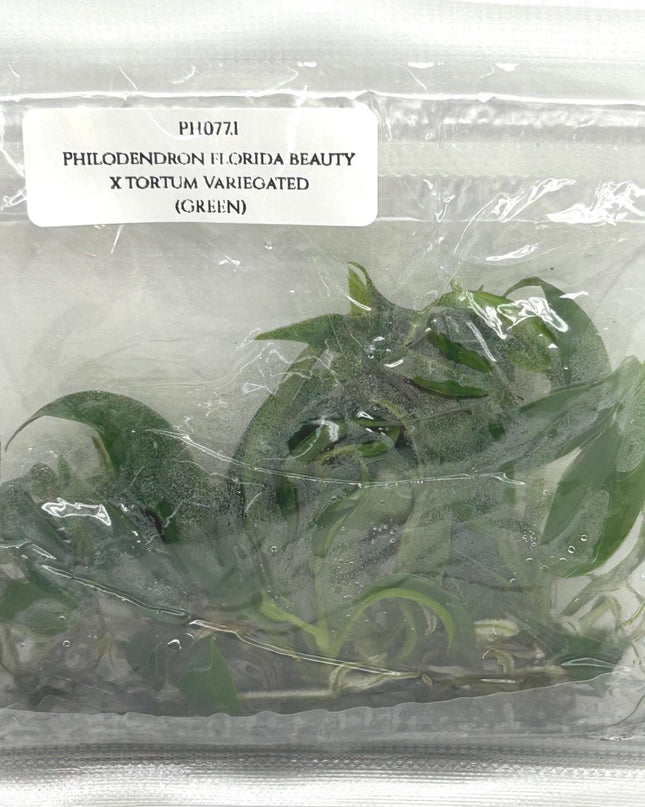 Philodendron Florida Beauty x Tortum Tissue Culture (5 items/bag)