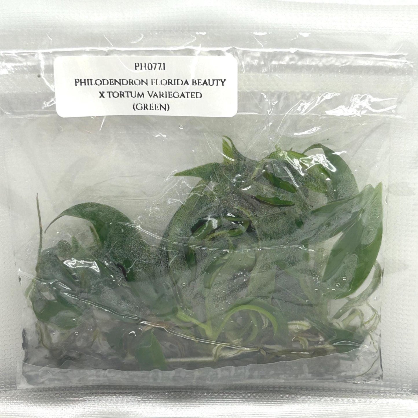 Philodendron Florida Beauty x Tortum Tissue Culture (5 items/bag)