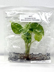 Alocasia Odora from Angkhang Variegated (1 plantlet/bag) Tissue culture