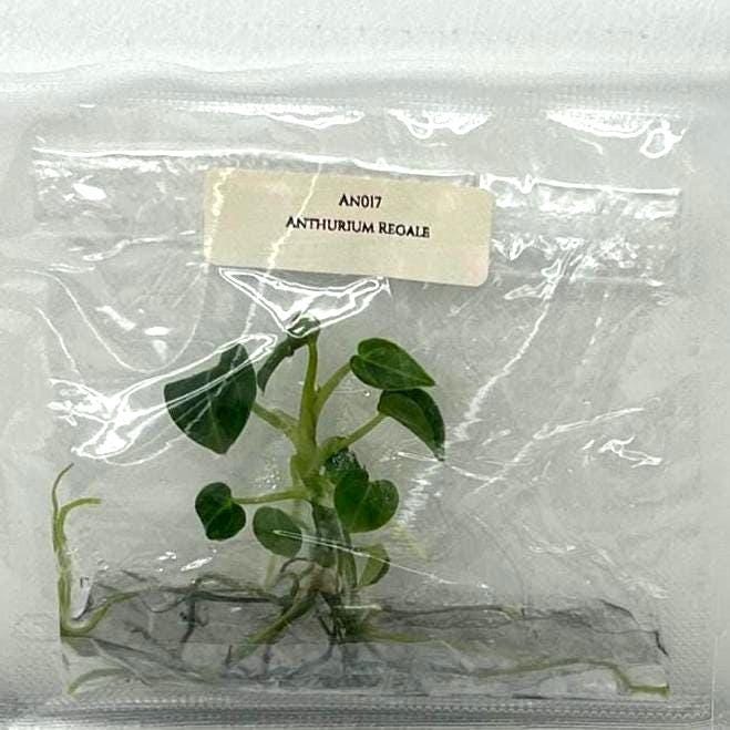 Anthurium Regale (1 plantlet/bag) Tissue culture
