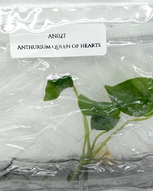 Anthurium Queen of Hearts Tissue Culture (1 item/bag)