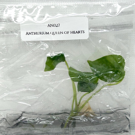 Anthurium Queen of Hearts Tissue Culture (1 item/bag)