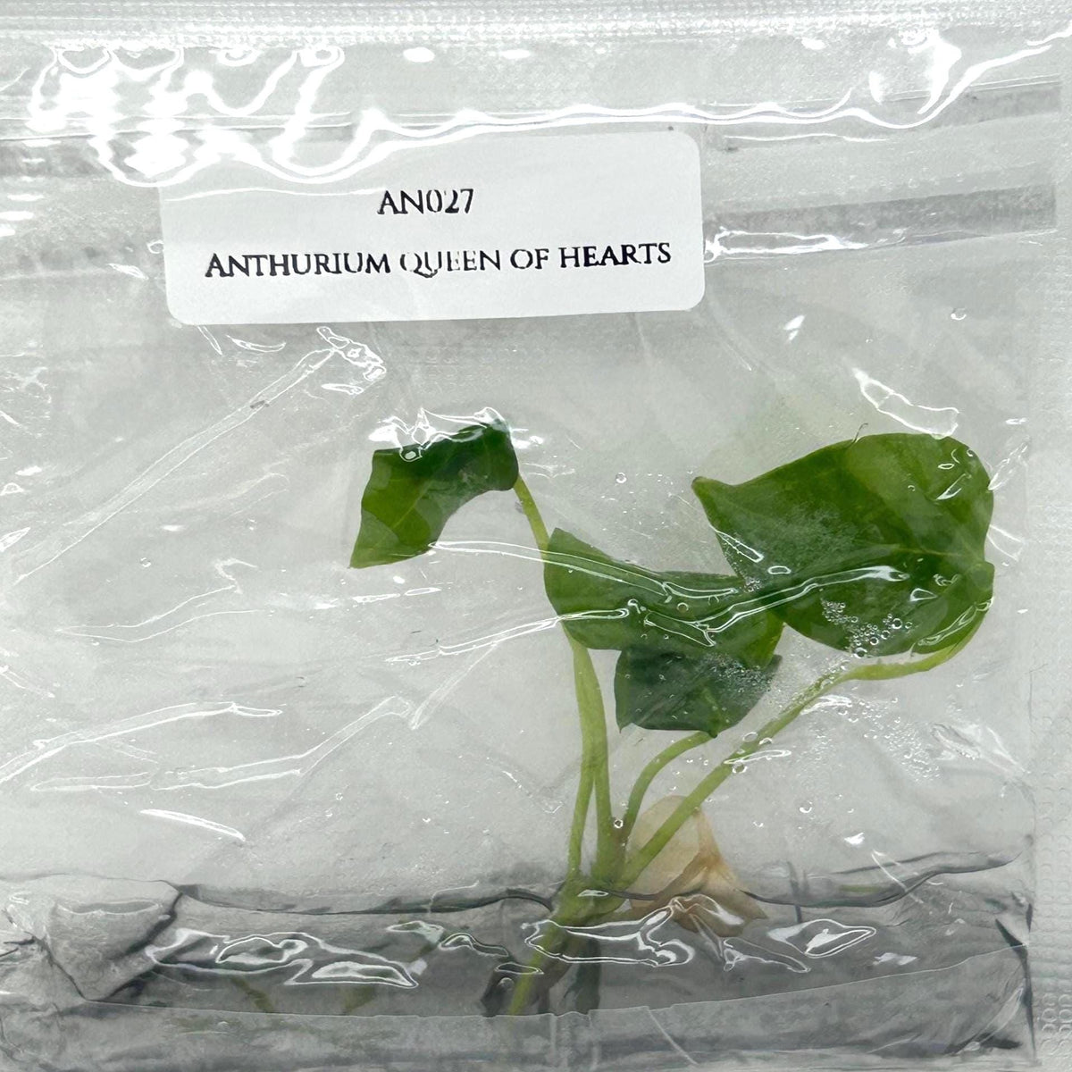 Anthurium queen of hearts (1 plantlet/bag) Tissue culture
