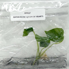 Anthurium queen of hearts (1 plantlet/bag) Tissue culture