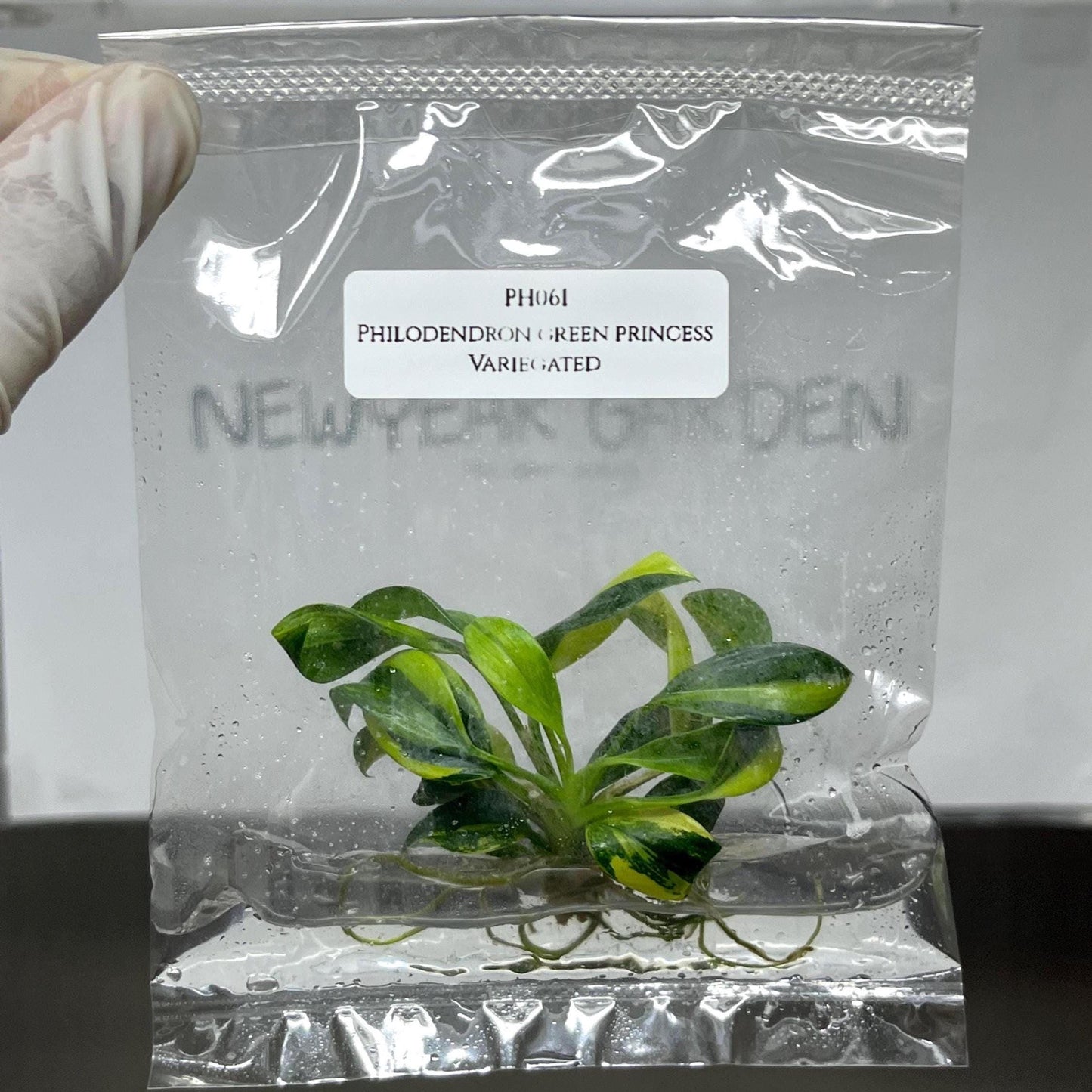Philodendron Green Princess Variegated Tissue Culture (1 item/bag)