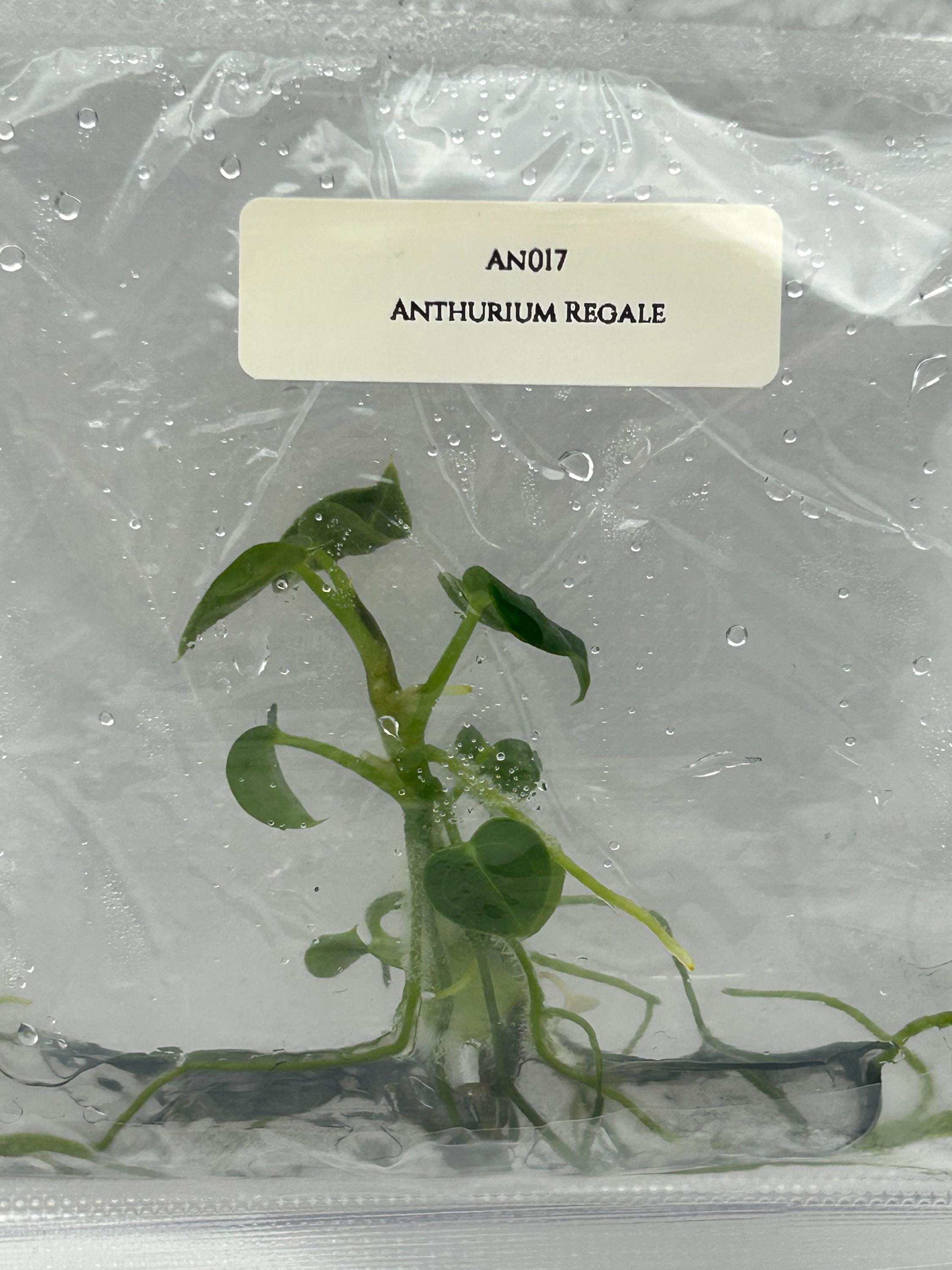 Anthurium Regale (1 plant/bag) Tissue culture