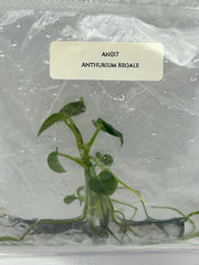 Anthurium Regale (1 plant/bag) Tissue culture
